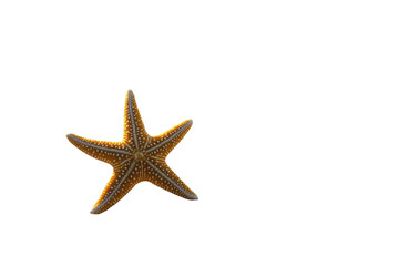 A Golden Starfish, A Symbol Of The Oceans Tranquil Beauty, Floats Serenely Against A Bright Isolated on Transparent Background, Showcasing Its Intricate Details