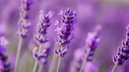 Naklejka premium Blooming Lavender Field Close-up with Soft Focus in Purple Hues