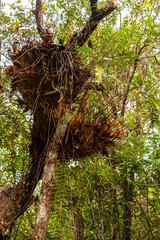 Wild overgrown tropical rainforest jungle forest in Chiang Mai Thailand.