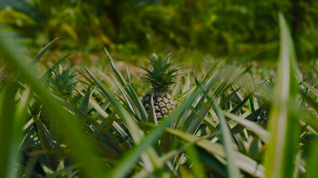 Pineapple plants growing in Thailand. Warm climate, a key part of the country's agriculture. Kui Buri.