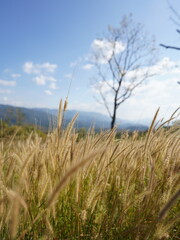 grass and sky