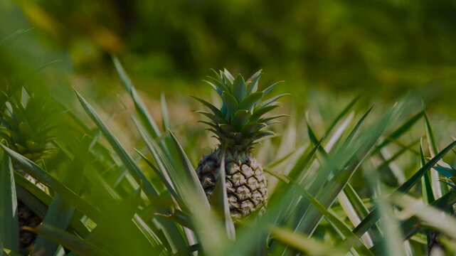 Tropical pineapple plants in Kui Buri National Park, Thailand. Warm climate, countryside, agriculture