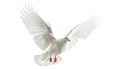 Fototapeta premium Soaring Dove of Peace: A pristine white dove gracefully extends its wings in a serene flight, symbolizing peace and freedom.