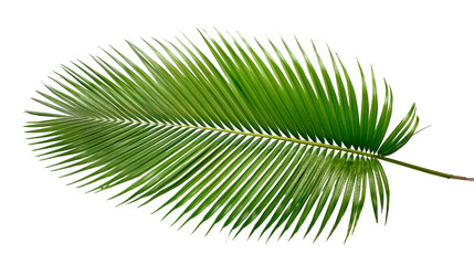 Obraz premium Minimalistic green palm leaf isolated on transparent background.