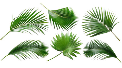 Obraz premium Set of five lush green palm leaves isolated on transparent background.