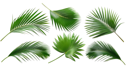 Set of five lush green palm leaves isolated on transparent background.
