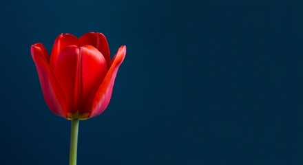 深青背景 鮮やか赤色 チューリップ 一輪 静謐な美しさ