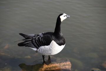 A barnacle goose is standing at the seaside in sunny spring day.