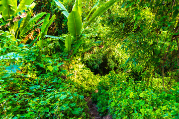 Wild overgrown tropical rainforest jungle forest in Chiang Mai Thailand.