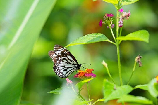 Black and White Butterfly Resting on Vibrant Flowers in a Green Garden
