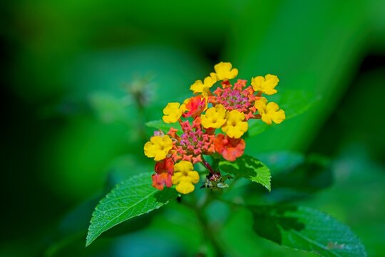 Bright Multi-Colored Lantana Flowers in a Lush Green Garden Setting