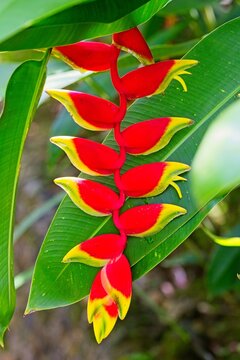 Vibrant Red And Yellow Tropical Flower Surrounded By Green Tropical Leaves