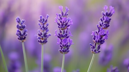 Obraz premium Lavender Flowers Blooming in Field with Soft Focus and Purple Hues