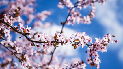 Obraz premium Spring landscape with cherry blossoms