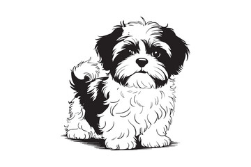 Shih Tzu Black and White Vector