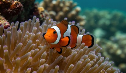 Clownfish swims near an anemone in vibrant coral reef underwater, showcasing marine life conservation and biodiversity.