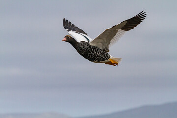 Adult female kelp goose (Chloephaga hybrida) in the Falkland Islands