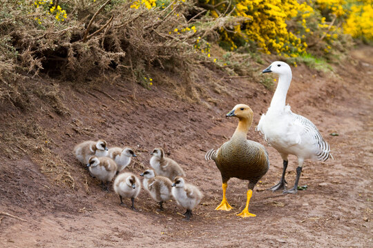 Adult upland goose pair (Chloephaga picta) with goslings on Carcass Island in the Falkland Islands