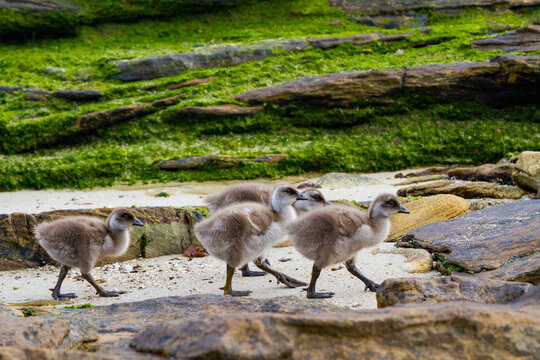 Upland goose (Chloephaga picta) goslings on Carcass Island in the Falkland Islands