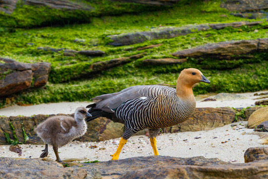 Adult female upland goose (Chloephaga picta) with goslings on Carcass Island in the Falkland Islands