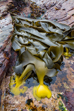 Patterns in the kelp at low tide on New Island in the Falkland Islands