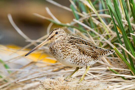Adult Magellanic snipe (Gallinago paraguaiae magellanica) on Carcass Island in the Falkland Islands