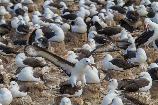 Black-browed albatross (Thalassarche melanophrys) breeding colony on Steeple Jason Island in the Falkland Islands