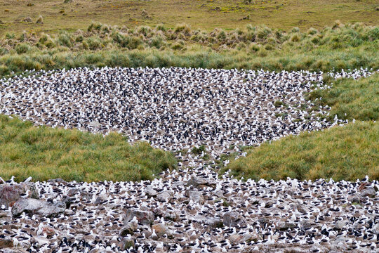 Black-browed albatross (Thalassarche melanophrys) breeding colony on Steeple Jason Island in the Falkland Islands