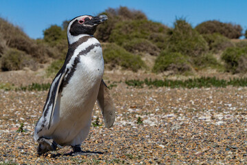 Magellanic penguin (Spheniscus magellanicus) at a breeding and molting site in Estancia San Lorenzo, Argentina