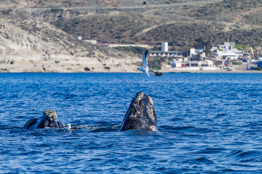 Southern right whale (Eubalaena australis) mother and calf being harassed by kelp gull, Peninsula Valdez, Argentina