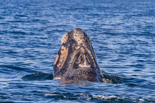 Southern right whale (Eubalaena australis) calf surfacing near Puerto Pyramides, Golfo Nuevo, Peninsula Valdez, Argentina