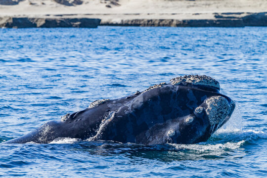 Southern Right Whale (Eubalaena australis) adult surfacing near Puerto Pyramides, Peninsula Valdez, Argentina