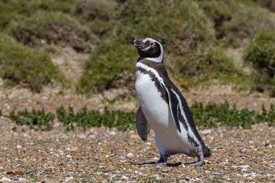 Magellanic penguin (Spheniscus magellanicus) at a breeding and molting site in Estancia San Lorenzo, Argentina