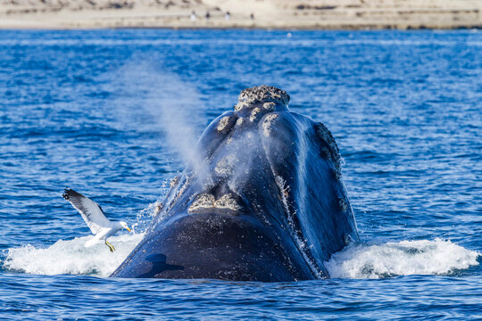 Southern right whale (Eubalaena australis) mother being harassed by kelp gull, near Puerto Pyramides, Argentina