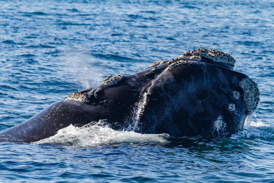 Southern Right Whale (Eubalaena australis) adult surfacing near Puerto Pyramides, Peninsula Valdez, Argentina