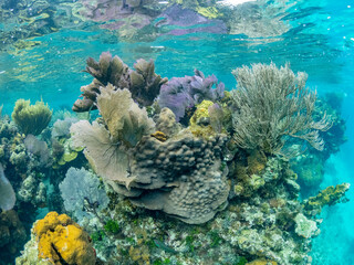 Underwater view of the reef along the circumference of the Great Blue Hole on Lighthouse Reef, UNESCO, Belize