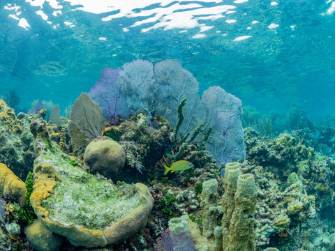 Underwater view of the reef along the circumference of the Great Blue Hole on Lighthouse Reef, UNESCO, Belize
