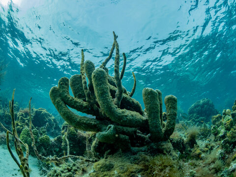 Underwater view of the reef along the circumference of the Great Blue Hole on Lighthouse Reef, UNESCO, Belize