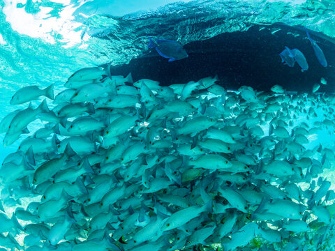 Mangrove snappers (Lutjanus griseus), schooling in Hol Chan Marine Preserve, inside the Mesoamerican Barrier Reef, Belize