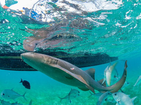 Nurse sharks (Ginglymostoma cirratum), being fed in Hol Chan Marine Preserve, inside the Mesoamerican Barrier Reef, Belize