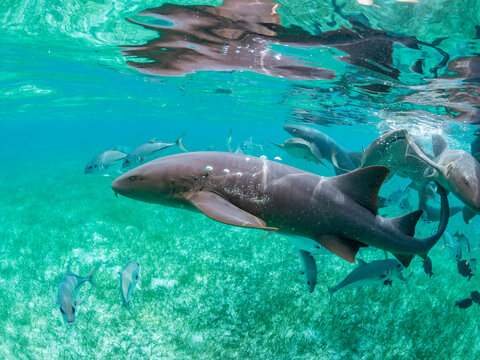 Nurse sharks (Ginglymostoma cirratum), being fed in Hol Chan Marine Preserve, inside the Mesoamerican Barrier Reef, Belize