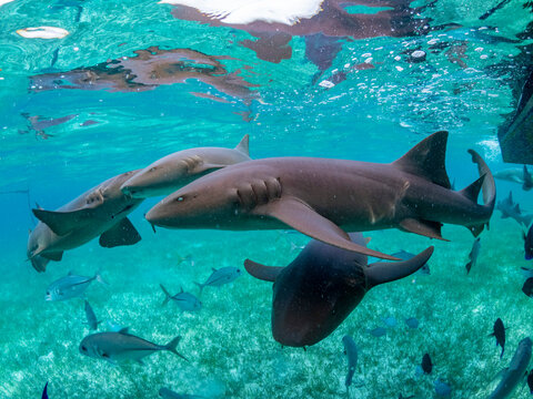 Nurse sharks (Ginglymostoma cirratum), being fed in Hol Chan Marine Preserve, inside the Mesoamerican Barrier Reef, Belize