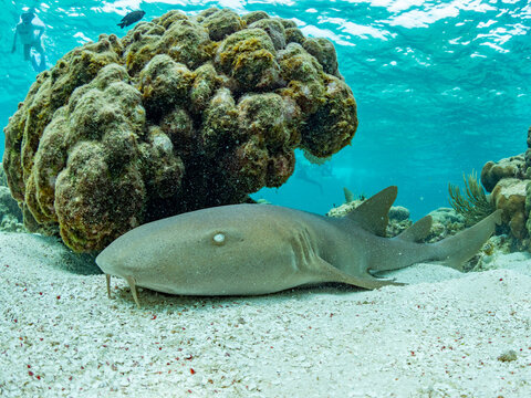 Nurse shark (Ginglymostoma cirratum), on the sand in Hol Chan Marine Preserve, inside the Mesoamerican Barrier Reef, Belize