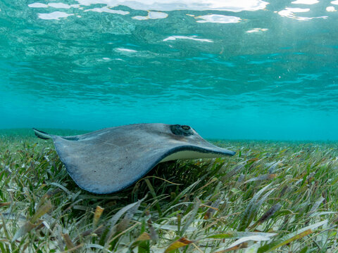 Southern stingray (Hypanus americanus) over sand in shark and ray alley, Caye Caulker, Mesoamerican Barrier Reef, Belize