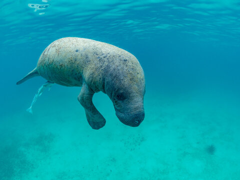 West Indian manatee (Trichechus manatus), on the sand near Caye Caulker, inside the Mesoamerican Barrier Reef, Belize