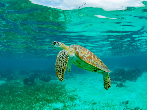 Green sea turtle (Chelonia mydas), surfacing for air near Caye Caulker, inside the Mesoamerican Barrier Reef, Belize