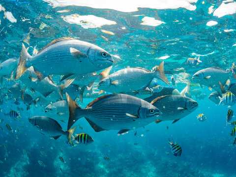 Brassy chubs (Kyphosus vaigiensis), being fed by boat operators inside the Mesoamerican Barrier Reef, Belize