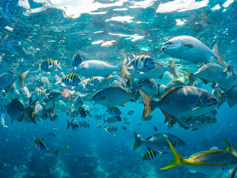 Brassy chubs (Kyphosus vaigiensis), being fed by boat operators inside the Mesoamerican Barrier Reef, Belize