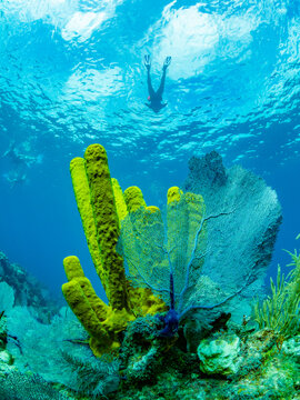 Soft corals and sponges underwater on Long Caye in the Mesoamerican Barrier Reef, Belize