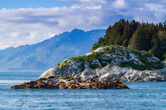 Northern (Steller) sea lions, (Eumetopias jubatus), hauled out on South Marble Island, Glacier Bay National Park, Alaska